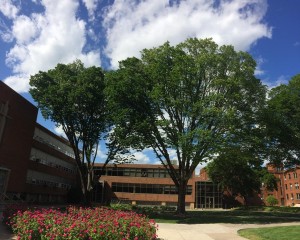 Campus quad