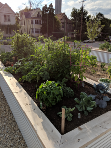 raised bed garden