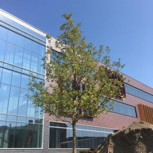 Bur Oak planted west of Hagfors Center