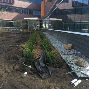 Plantings on the west side of Hagfors