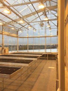 Grow tables in the rooftop greenhouse