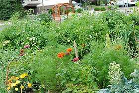 community_garden