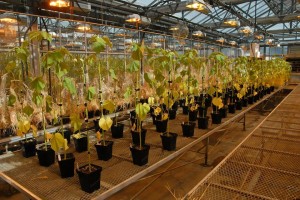 University of Minnesota greenhouse